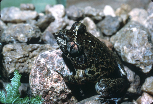 Mountain Night Frog, Astylosternus montanus