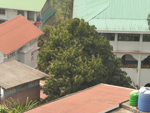 Aesculus assamica, photograph 6