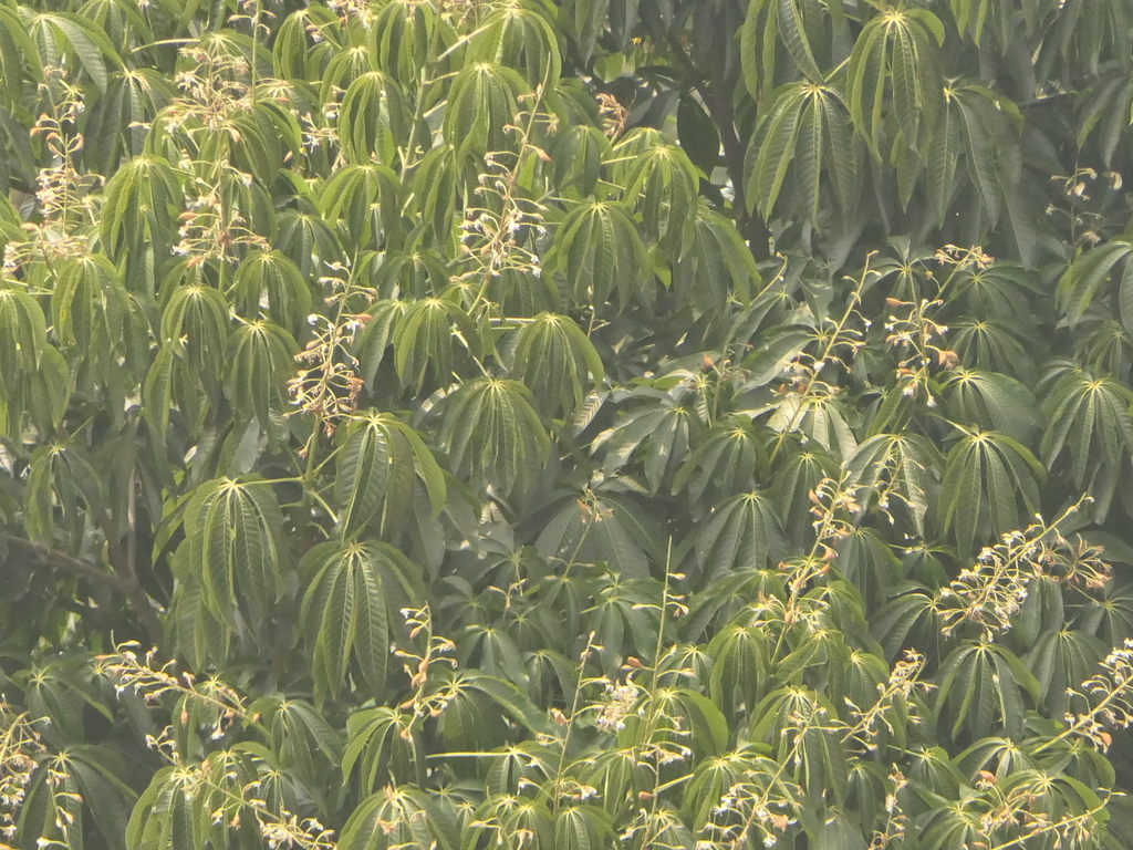 Trường kẹn – Aesculus assamica