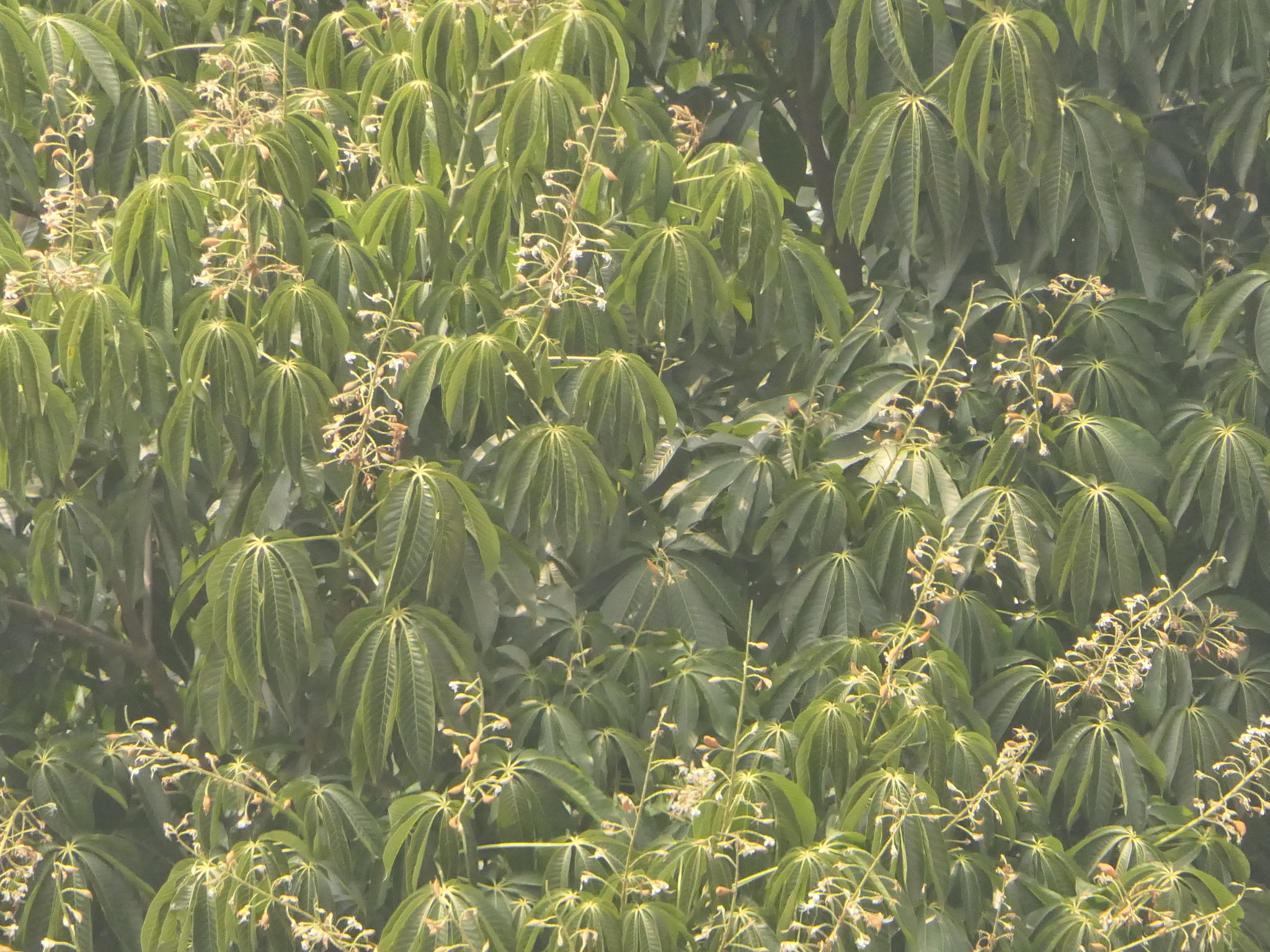 Assam Buckeye (Aesculus assamica)