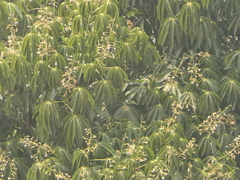 Assam Horse Chestnut (Aesculus assamica)