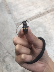 Trachyderes elegans