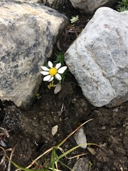 Chrysanthemum integrifolium