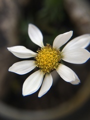 Chrysanthemum integrifolium
