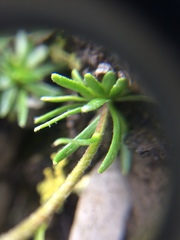 Chrysanthemum integrifolium