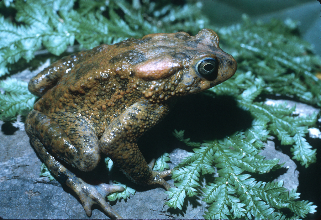 Villiers' Toad