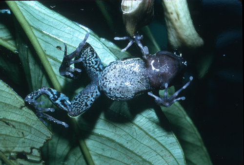 Black Long-fingered Frog, Cardioglossa pulchra