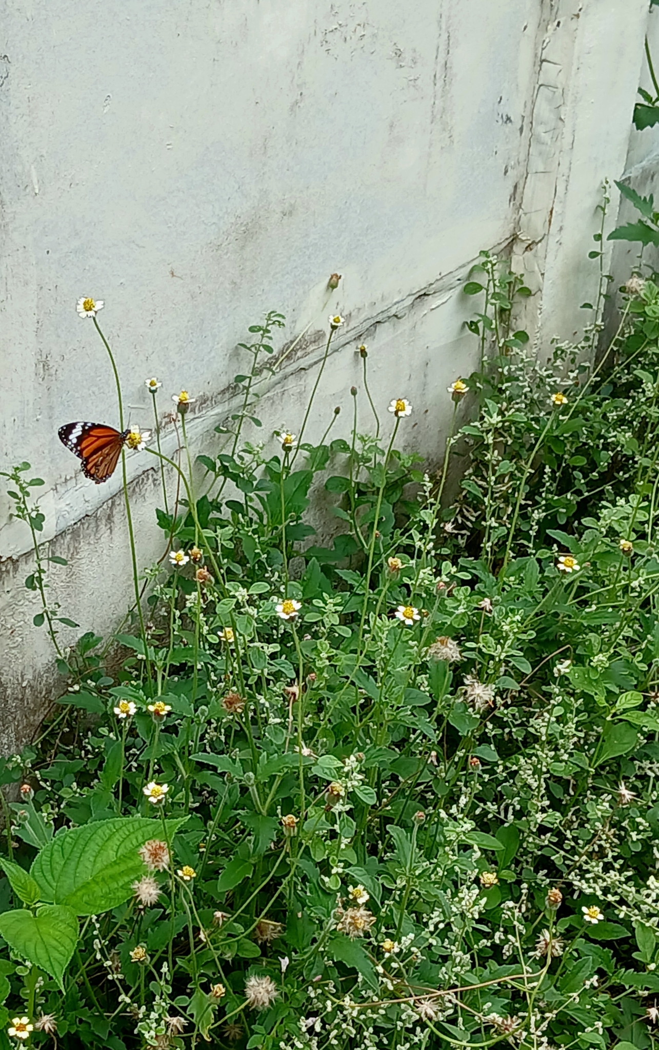 Striped Tiger