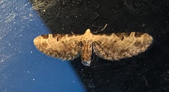 Eupithecia ravocostaliata