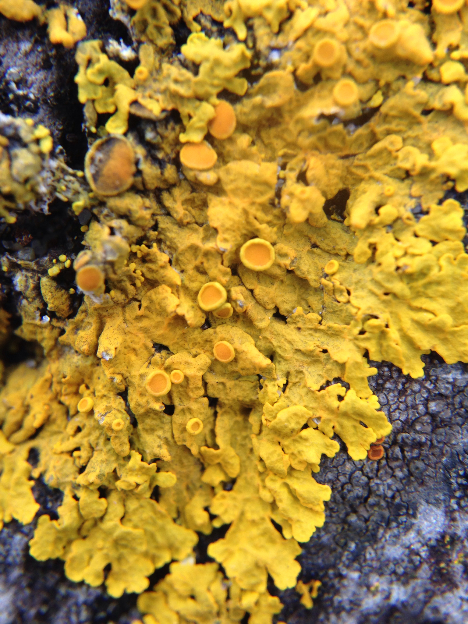 Teloschistaceae image