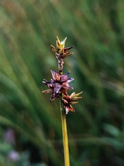 Carex wiegandii