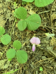 Desmodium rotundifolium