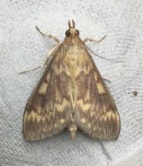 Ostrinia nubilalis