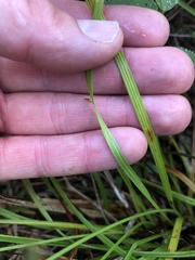 Carex wiegandii