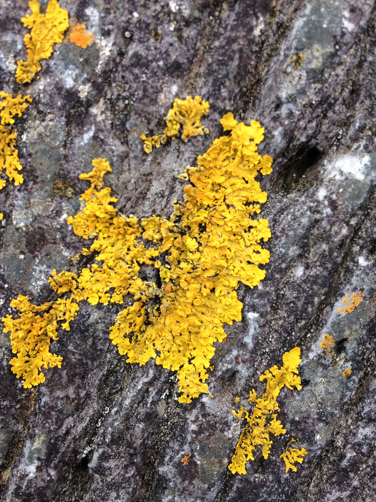 Xanthoria image