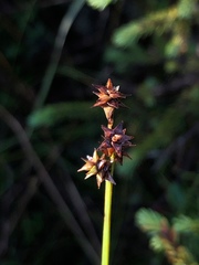 Carex wiegandii