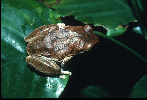 Aubry's tree frog, Leptopelis aubryi
