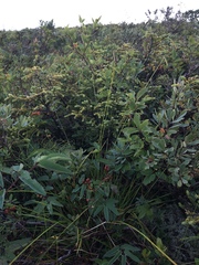 Carex wiegandii