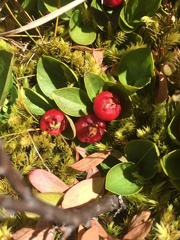 Gaultheria humifusa