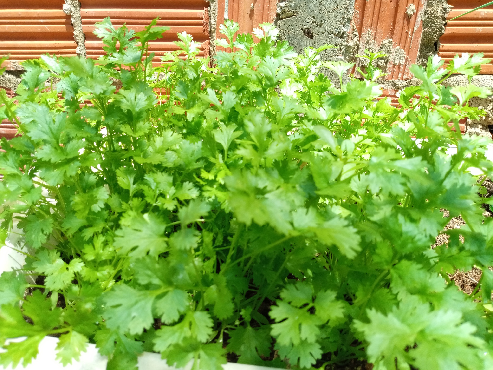 Coriandrum sativum