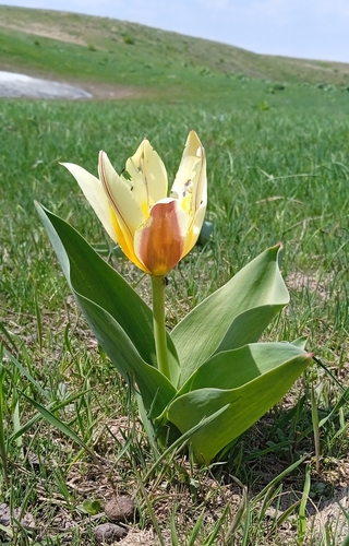 Water-lily tulip (Tulipa kaufmanniana)
