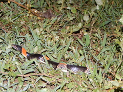 Rhinocheilus antonii