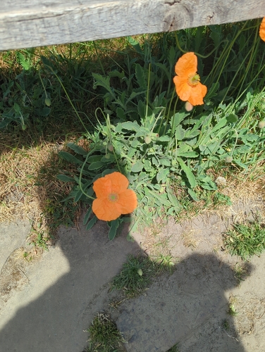 Image of Papaver atlanticum by (c) Corin, some rights reserved (CC BY)