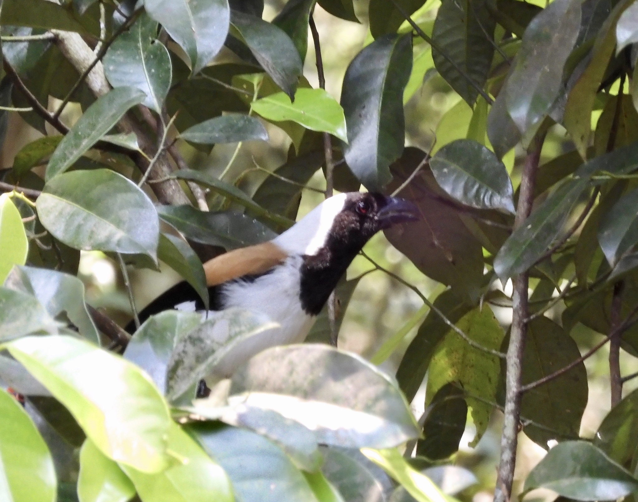 White-bellied Treepie (Dendrocitta leucogastra), photo 4