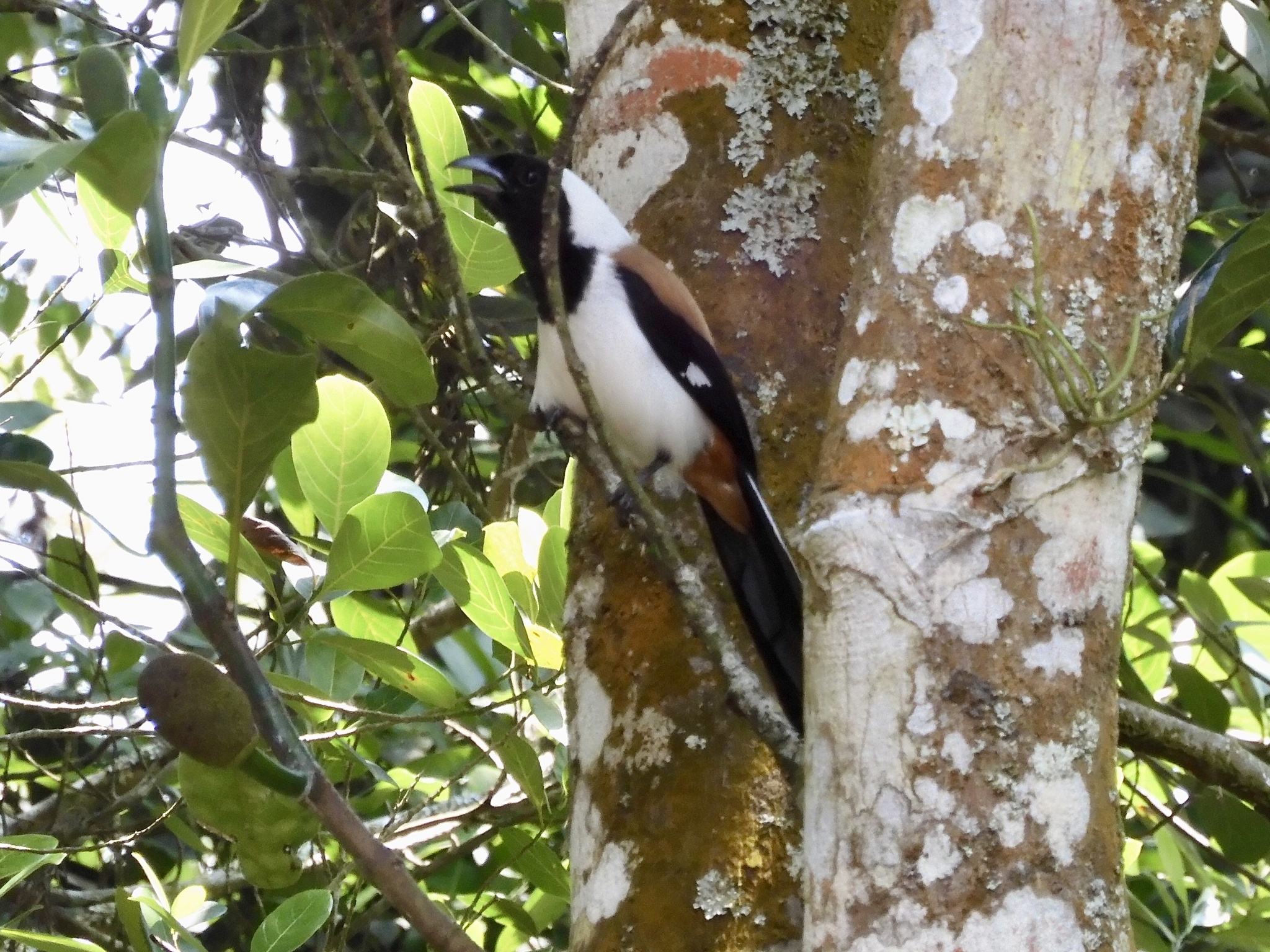 White-bellied Treepie (Dendrocitta leucogastra), photo 3