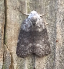 Polygrammate cadburyi