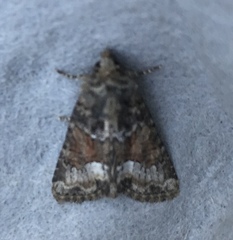 Oligia strigilis