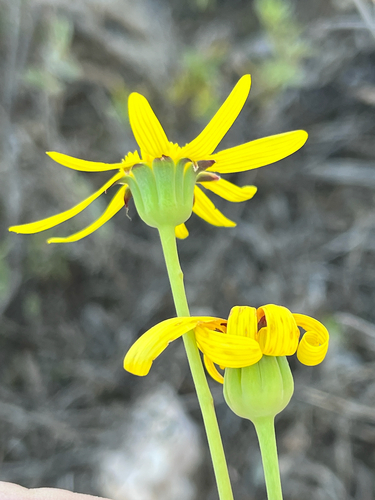 Othonna nigromontana