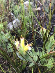 Mimetes palustris
