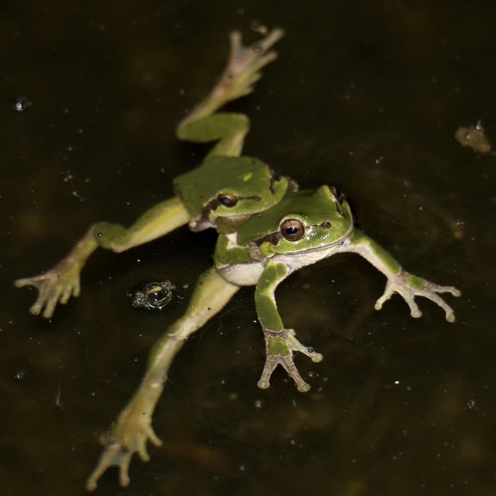 Rainette verte d'Europe (Hyla arborea)