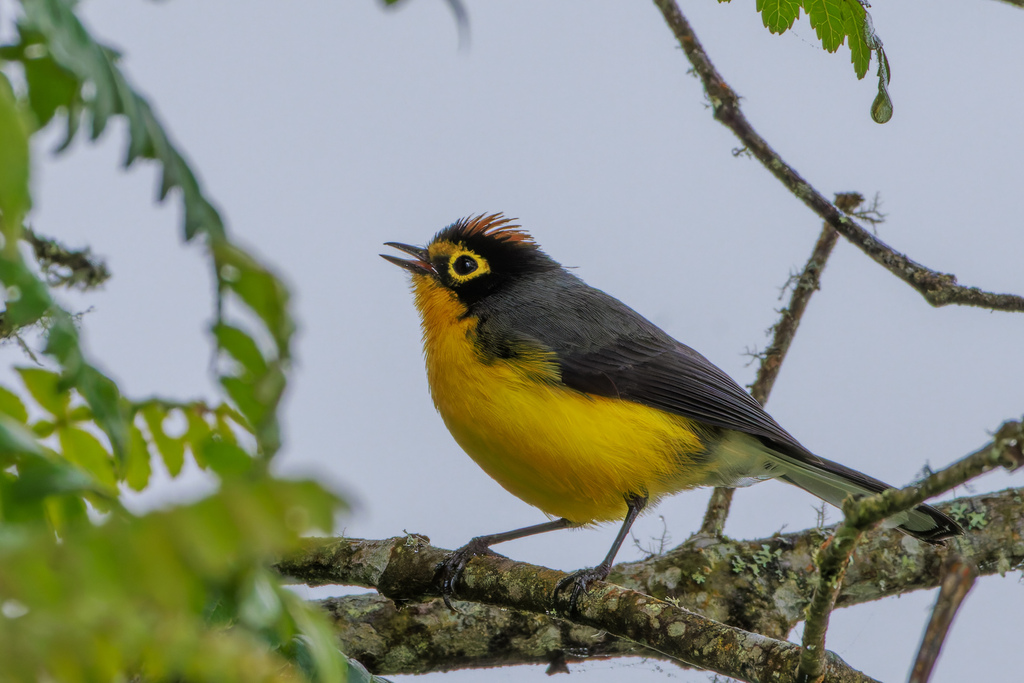 Spectacled Whitestart