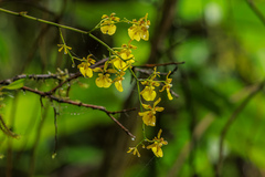 Oncidium cultratum