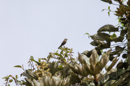 Smoky Bush Tyrant (Myiotheretes fumigatus), photo 9