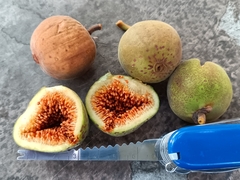 Ficus crocata