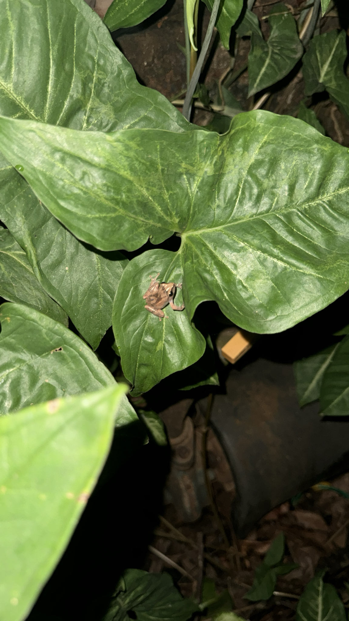 Wynaad Brown Eared Shrub Frog