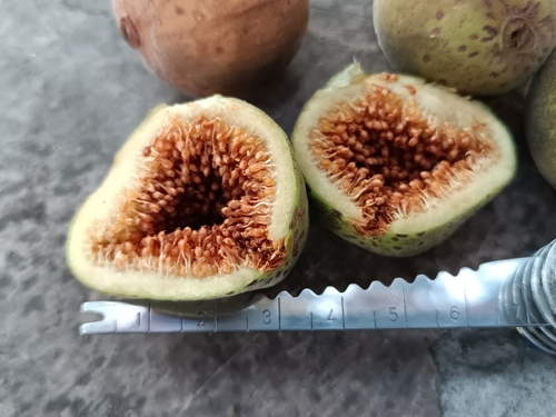 Ficus crocata, photograph 1