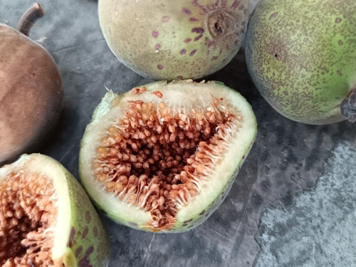 Ficus crocata, photograph 2