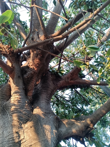 Ficus crocata, photograph 3