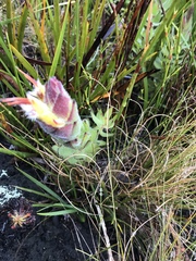 Mimetes palustris