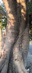 Ficus crocata, photograph (c) nasua, some rights reserved (CC BY)