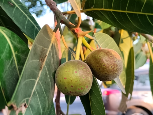 Ficus crocata, photograph 5