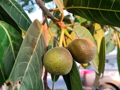 Ficus crocata, photograph (c) nasua, some rights reserved (CC BY)
