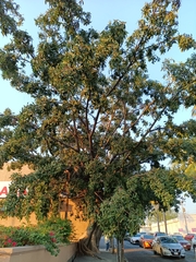 Ficus crocata, photograph (c) nasua, some rights reserved (CC BY)