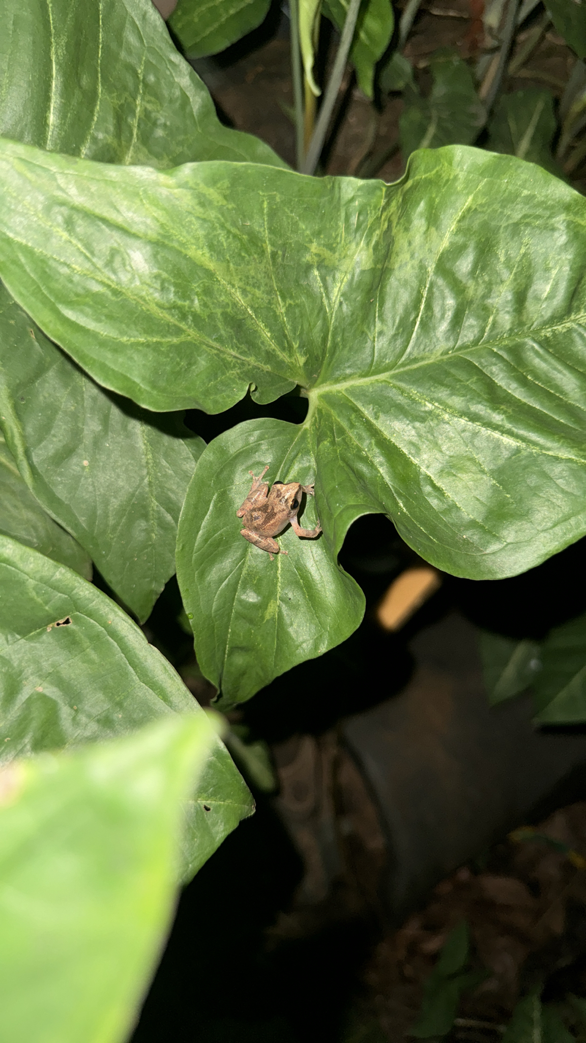 Wynaad Brown Eared Shrub Frog