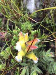 Mimetes palustris