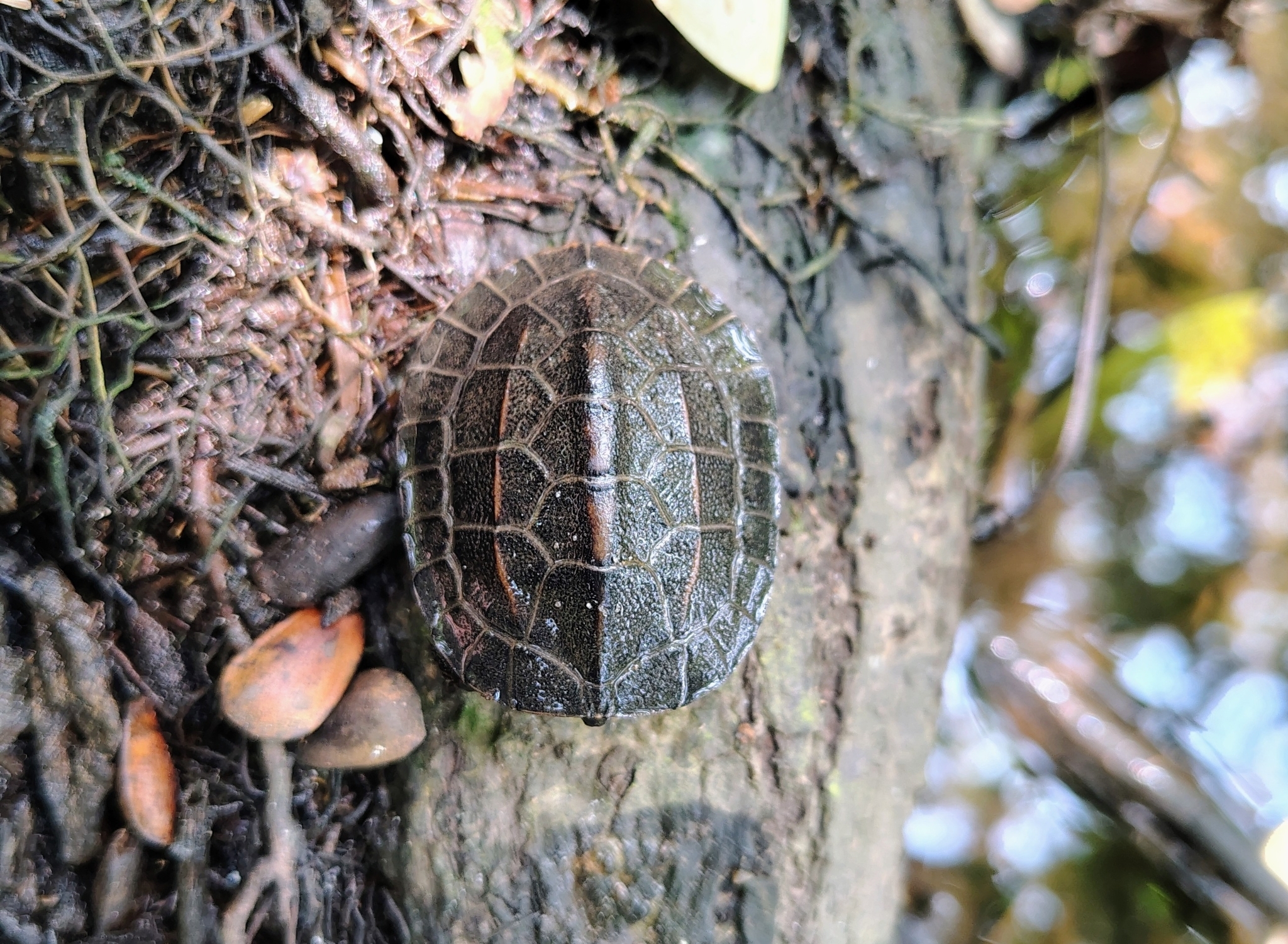 Indian Black Turtle